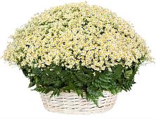 Цветочная композиция из Ромашки в корзине #REPLACE_PRED# Лукоянове